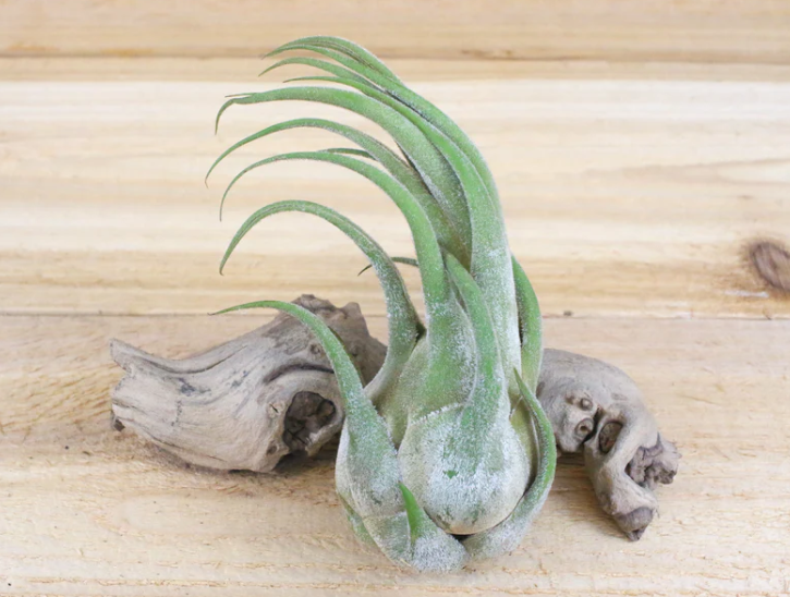 A Seleriana Air Plant utilizing CAM photosynthesis on a wooden table.