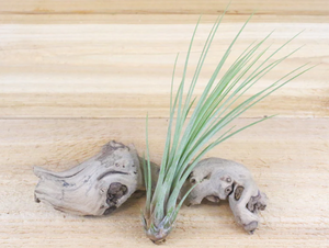 Two Juncea Air Plants showcasing their unique ability to adapt and thrive through CAM photosynthesis on a rustic wooden surface.