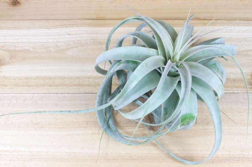 A Xerographica Air Plant on a wooden surface, thriving through CAM photosynthesis in various environmental climates.