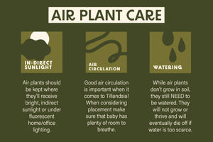 Seleriana Air Plant care infographic explaining the basics of caring for Seleriana Air Plants and their unique ability to thrive in various environmental climates through CAM photosynthesis.