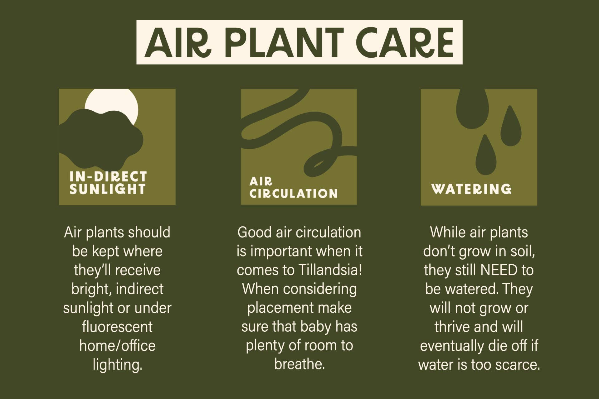 An informative infographic on the care and maintenance of Ionantha Air Plants, highlighting their unique adaptation for surviving in diverse environmental climates through CAM photosynthesis.
