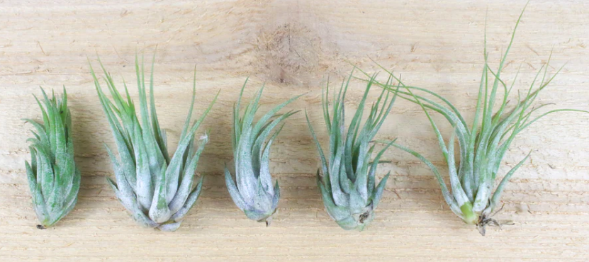 A collection of Ionantha air plants, known for their unique CAM photosynthesis, elegantly arranged on a rustic wooden surface. These resilient plants have adapted to thrive in various environmental climates.