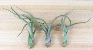 Three Baileyi Air Plants utilizing CAM photosynthesis thrive under direct sunlight on a wooden surface.
