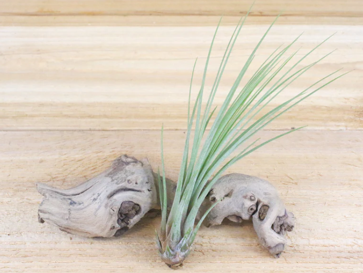 Two Juncea Air Plants showcasing their unique ability to adapt and thrive through CAM photosynthesis on a rustic wooden surface.