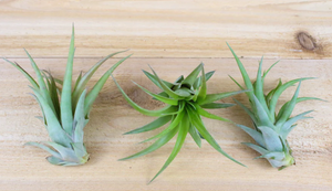 Three Abdita Air Plants thrive on a wooden surface, relying on photosynthesis in various environmental climates.