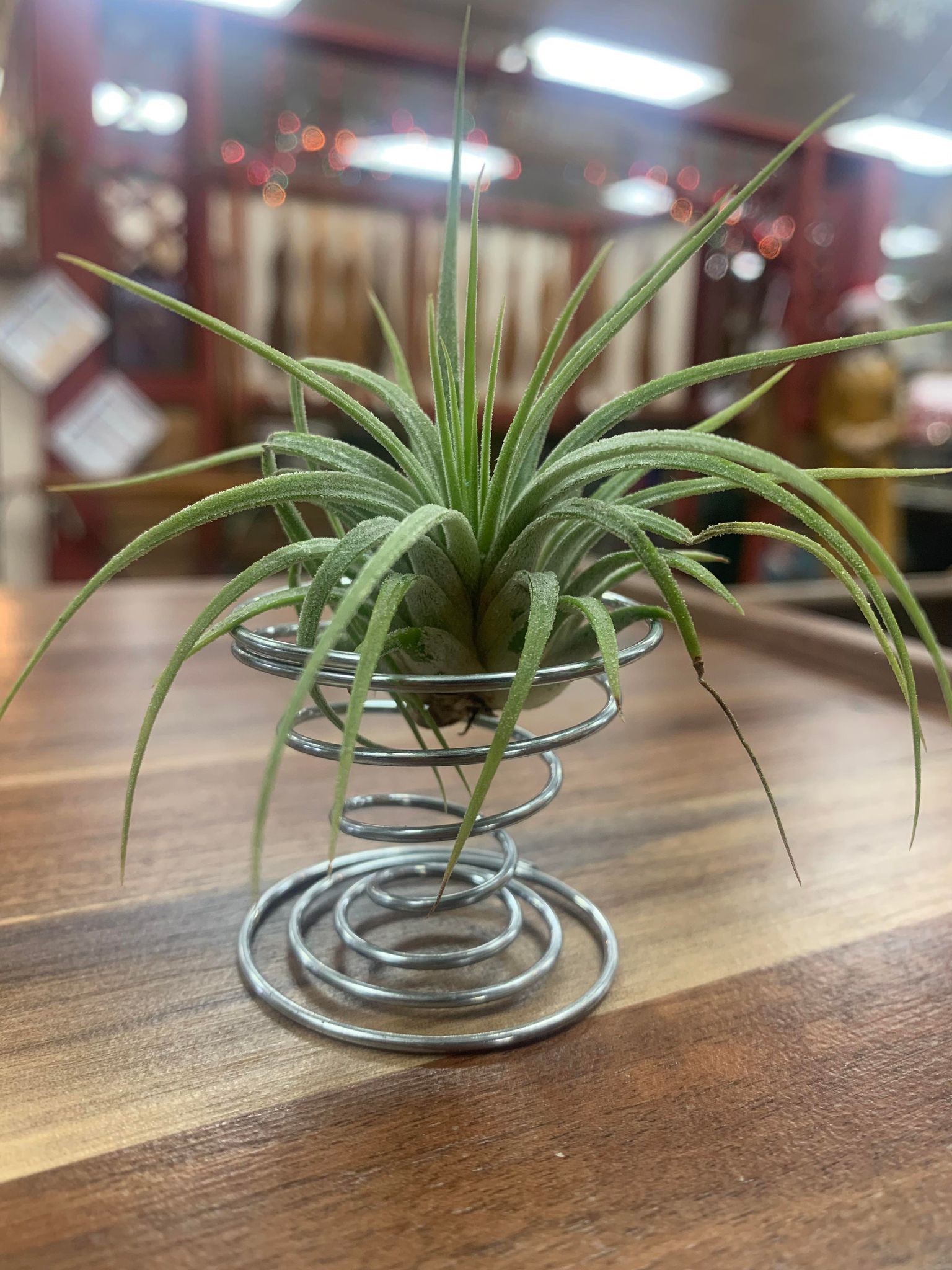 A small air plant displayed on a table with an Air Plant Wire Coil Stand.