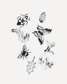 Various black and white insect illustrations scattered on an Outdoor Discovery Solar Print Kit background.