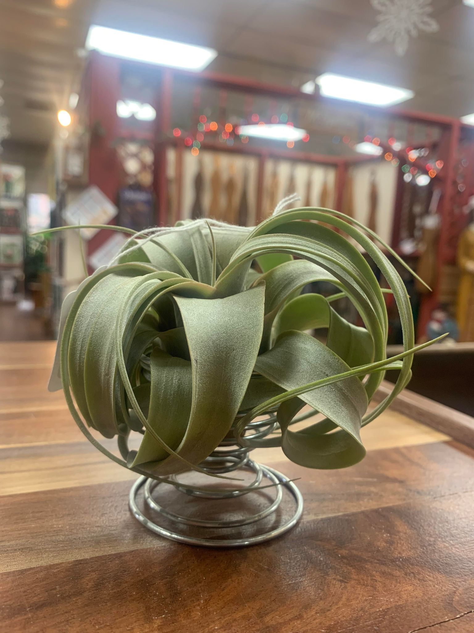 In a store, an air plant gracefully rests on a table, with the assistance of an Air Plant Wire Coil Stand.