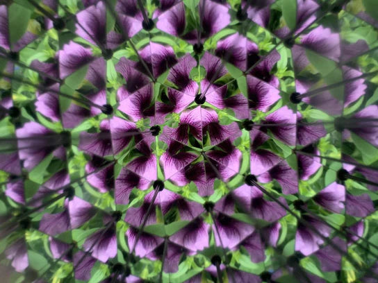 A Huckleberry Kaleidoscope image featuring a pattern of purple flowers and green leaves, creating a symmetrical and intricate design, crafted by young artisans.