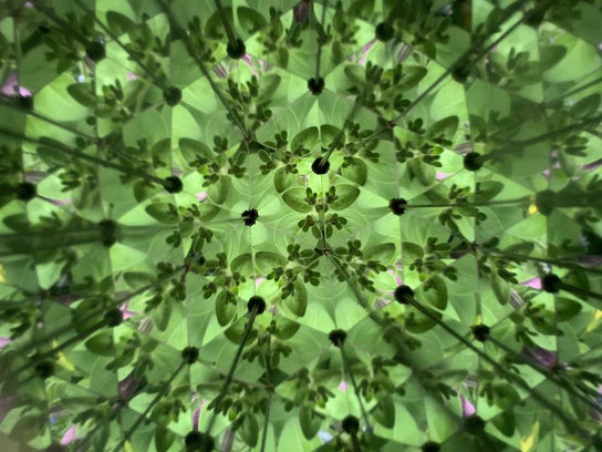 A close-up image of the Huckleberry Kaleidoscope reveals a kid-friendly pattern featuring symmetrical green leaves and black stems arranged in a circular, intricate design, reminiscent of the detailed work young artisans might create with a wood carving knife.